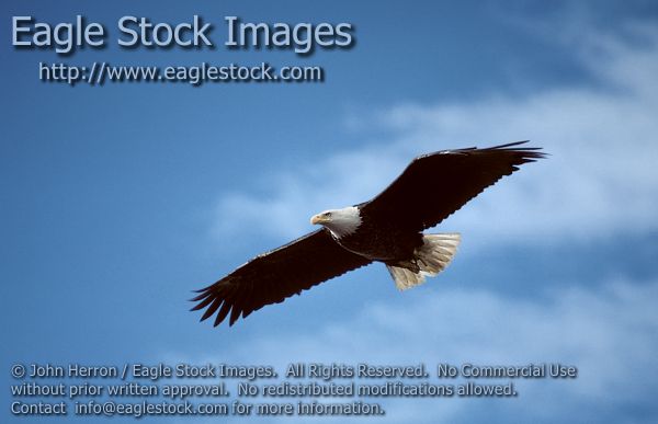 Picture of a beautiful flying bald eagle soaring high up in the clouds, wonderful blue sky and clouds in the background.  One of my best bald eagle pictures.